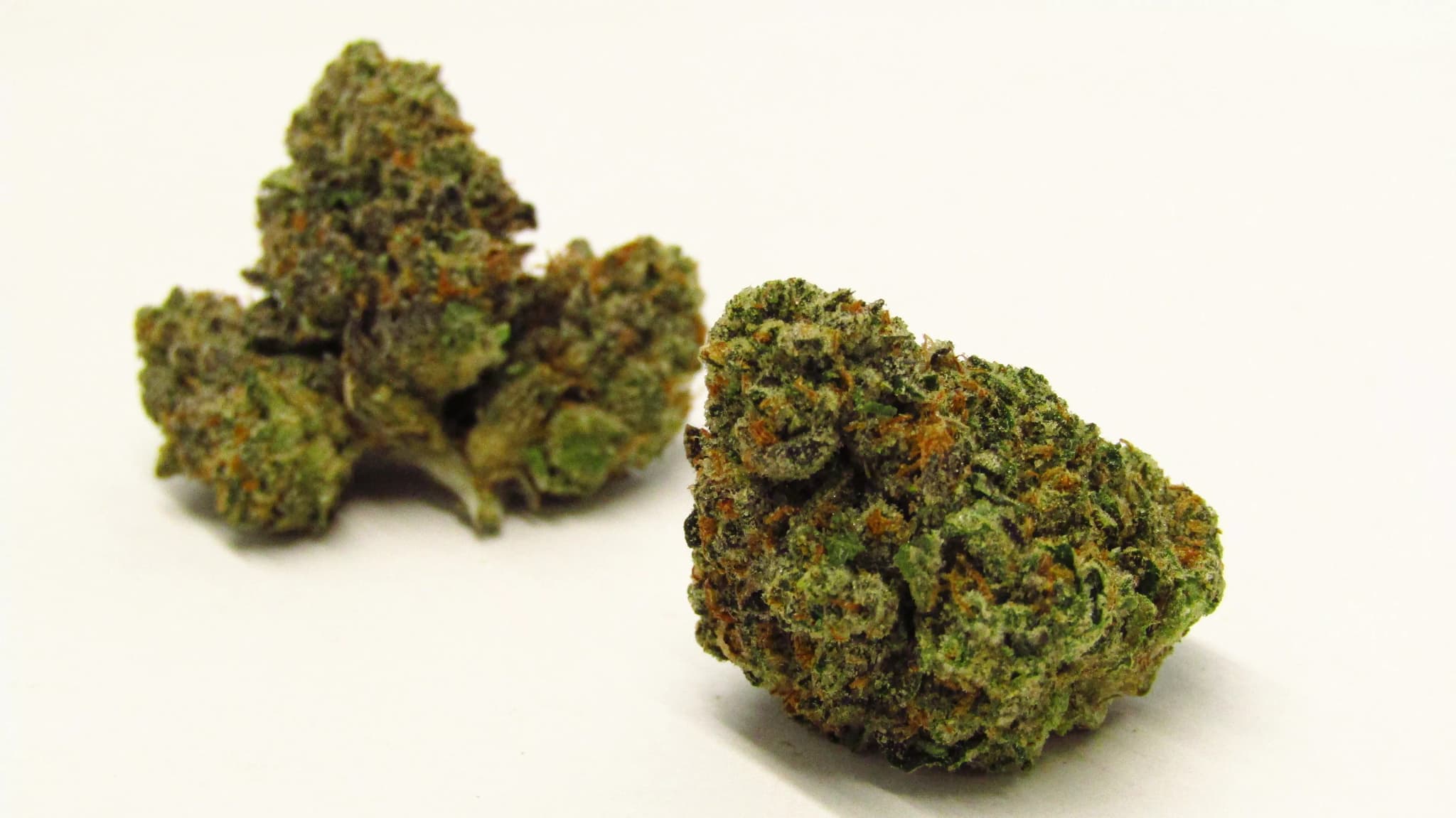 Warum die Jealous Strain so begehrt ist – Qualität trifft Wirkung